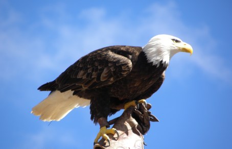aguila