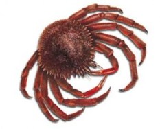 concepto-de-crustaceo-300x243